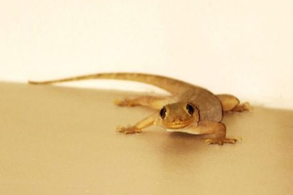 ptprotek - basmi cicak1-min