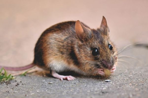 ptprotek - basmi tikus-min